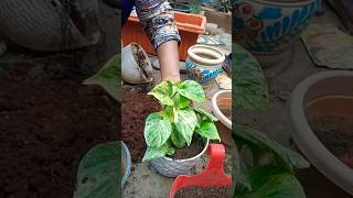 Repotting marvel pothosplantgardeningmarvel pothosshortsvideos [upl. by Remy]