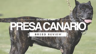 PRESA CANARIO BREED REVIEW [upl. by Royal]