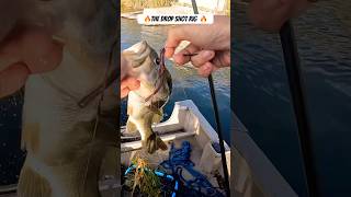 EASIEST way to catch bass all year around dropshot fishing howto trendingshorts [upl. by Yennej]