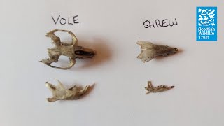 How to dissect an owl pellet [upl. by Ellard]