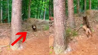 Curious Dog Gets Chased By Wild Deer [upl. by Tynan]