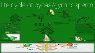 life cycle of cycas gymnospermসাইকাসেরনগ্নবীজীর জীবনচক্র। রেনুপত্র কিsporophyll [upl. by Aliehs628]