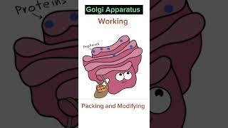 Working of Golgi Apparatus [upl. by Enitsuj345]