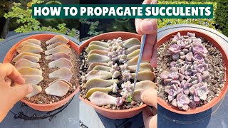 How I Propagate My Succulents 🪴 Succulent Garden 多肉植物  다육이들  Suculentas [upl. by Liris]