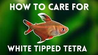 White Tipped Tetra Care Guide  Care Feeding Tank Mate and more  Hyphessobrycon bentosi care [upl. by Endora]