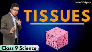 Tissues  Chapter 5  CBSE Class 9 Science  Toppr Study [upl. by Brie]