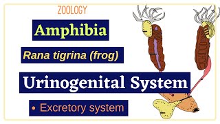 Amphibia Rana tigrina frog  Urinogenital System  Zoology [upl. by Barra212]