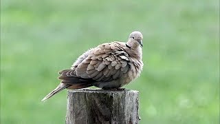 Eurasian Collared Dove Calling [upl. by Sidras740]