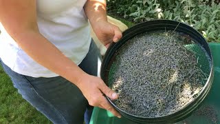 Preparing And Making Lavender Sachets [upl. by Aiouqes]