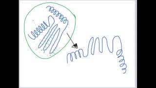 Domains Motifs and Turns Lecture 3 [upl. by Euqinommod]