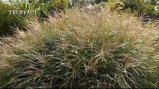 Comment planter la graminée Miscanthus  bambou de Chine   Truffaut [upl. by Scrivens]