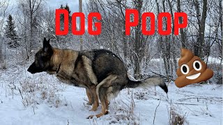 What to do with Dog Poop When Hiking [upl. by Fowler912]