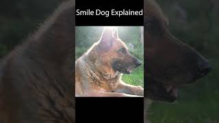 Smile Dog Lore Explained  Smile Dog Creepy Pasta [upl. by Markson]