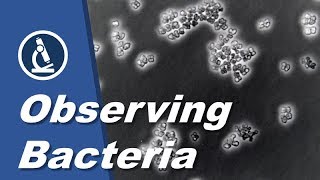 How to see BACTERIA with a microscope  Amateur Science [upl. by Trueman538]