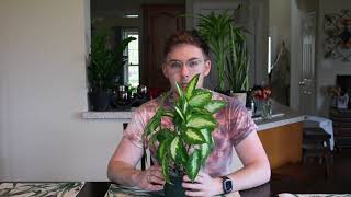 Houseplant Care Guide  Dieffenbachia quotDumb Canequot [upl. by Faustina]