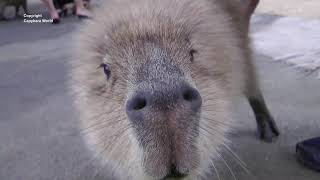 Capybaras Have the Most Beautiful Voices Syu Sings to Meカピバラは最も美しい声を持っていますSyuは私に歌います水豚擁有S唱給我的最美麗的聲音 [upl. by Aihsein158]