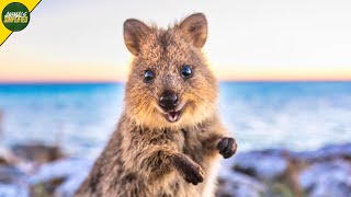 Quokka The Happiest Animal on Earth [upl. by Vaclava]