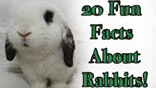 BudgetBunny 20 Fun Facts About Rabbits [upl. by Green]