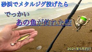 浅いサーフでメタルジグぶん投げて珍しい（ヘンテコな）魚を釣りました [upl. by Law4]