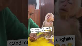 viralvideo foryou funny rapid viral capcut memesvideo video meme amuzant [upl. by Scarrow]