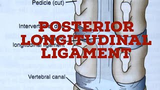 Posterior longitudinal ligament [upl. by Minabe625]