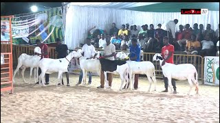 FODDAK 2024 CONCOURS FEMELLES ESPOIRS [upl. by Melinde]