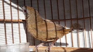 kicauan burung wambi mini lokal gacor [upl. by Awhsoj]