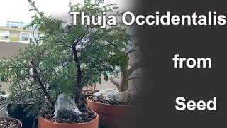 Thuja Occidentalis Bonsai from seed  April 2019  Small Balcony Bonsai [upl. by Yssor]