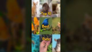 Top 10 Best Pets 💯 best pets animals homecare pet cat dog top10 facts shorts gurufacts [upl. by Aryamoy]