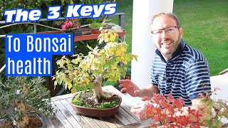 Bonsai care  How to keep your bonsai healthy forever [upl. by Lewan]