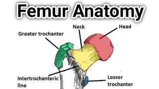 Femur Anatomy  Anatomy of the Femur  femur anatomy in Hindi [upl. by Ernesto]