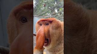 Proboscis Monkey Amazing Video  November 2024 [upl. by Presber33]