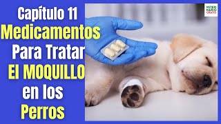 ✅ TRATAMIENTO DEL MOQUILLO CANINO CON MEDICAMENTOS ✅ VITAMINA B SUEROS ANTIBIÓTICOS MELOXICAM [upl. by Kcireddor]