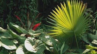 How to Create a Tropical Garden  Mitre 10 Easy As Garden [upl. by Cathrin]