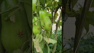 How to Identify amp Treat For Leaf Footed Bugs in Your Garden garden organicgardening homestead [upl. by Korfonta]