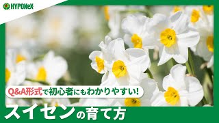 ☘130：スイセンの育て方｜きれいな花を咲かせるには？水やりや肥料など日々の管理もご紹介 【PlantiaQampA】植物の情報、育て方をQampA形式でご紹介 [upl. by Nylahsoj]