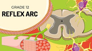 Easy to understand  REFLEX ARC [upl. by Litha]