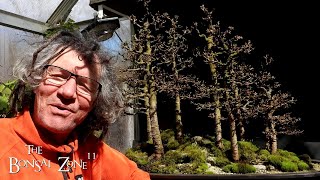 Pruning My Larch Forest Part 3 The Bonsai Zone March 2024 [upl. by Ewan]