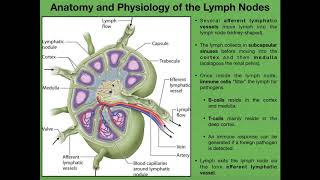 Lymphoma What is lymphoma  Norton Cancer Institute [upl. by Atnahsa]