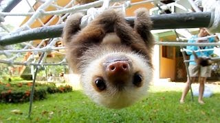 What Does A Sloth Say [upl. by Bigelow]