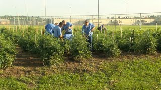 Inmates help local food pantries through gardening [upl. by Dunkin201]