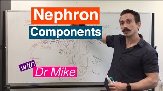 Nephron Components  Renal System [upl. by Gudrin]