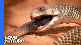 A Mulga Snake Is A Snake’s Worst Nightmare [upl. by Stiegler]