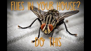 DIY FLY Trap to Get Rid of Flies and Fruit Fly [upl. by Sell53]