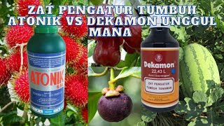 ZAT PENGATUR TUMBUH ATONIK Vs DEKAMON UNGGUL MANA [upl. by Pack]