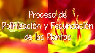 Proceso De Polinización Y Proceso De Fecundación De Las Plantas Con Flores [upl. by Nob]