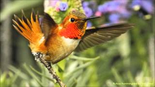 Rufous Hummingbird Sounds [upl. by Tennaj806]