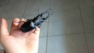 Biggest Stag Beetle in the World   Prosopocoilus giraffa [upl. by Lectra131]