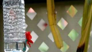 Sunbird at DIY Nectar Feeder [upl. by Eilyk]