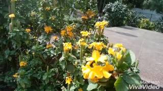 NO30 How to care grow Genista hispanicaSweet broomSpanish broomSummer flower plant HindiUrdu [upl. by Allehs]